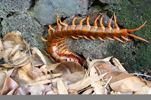 Macro photography of Haani's Centipede (Scolopendra dehaani), featuring Multi-legged, Venomous, Predatory characteristics, native to Nationwide, China.