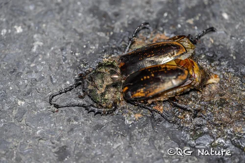 Macro photography of Janson's Flower Chafer (Cheirotonus jansoni), featuring Metallic, Iridescent, Golden characteristics, native to Yunnan, China.