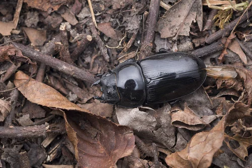 Macro photography of Chinese Stag Beetle (Dorcus hopei), featuring Stag-horned, Glossy, Mandibled characteristics, native to Xinjiang, China.