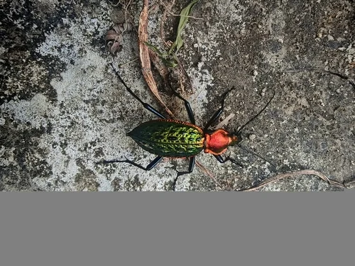 Macro photography of Lafosse's Ground Beetle (Carabus lafossei), featuring Metallic, Iridescent, Granulated characteristics, native to Zhejiang, China.