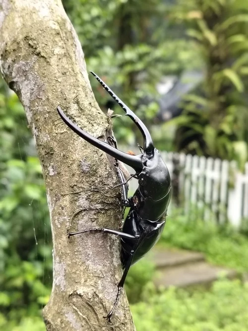 Macro photography of Confucius Stag Beetle (Lucanus confucius), featuring Stag-horned, Glossy, Mandibled characteristics, native to Sichuan, China.