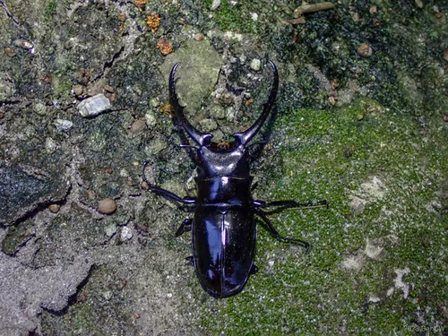 Macro photography of Confucius Saw Stag Beetle (Prosopocoilus confucius), featuring Stag-horned, Glossy, Mandibled characteristics, native to Sichuan, China.