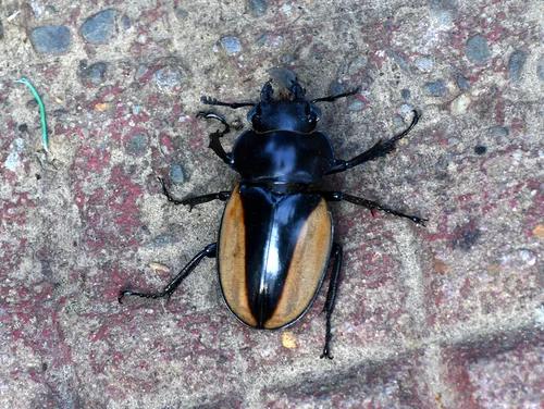 Macro photography of Cuvera's Stag Beetle (Odontolabis cuvera), featuring Stag-horned, Glossy, Mandibled characteristics, native to Yunnan, China.