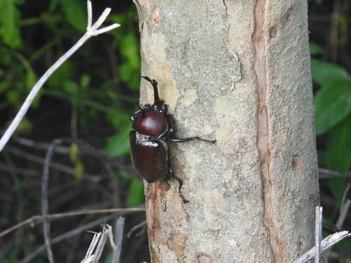 Macro photography of Rhinoceros Beetle (Allomyrina dichotoma), featuring Chitinous, Segmented, Natural characteristics, native to Nationwide, China.