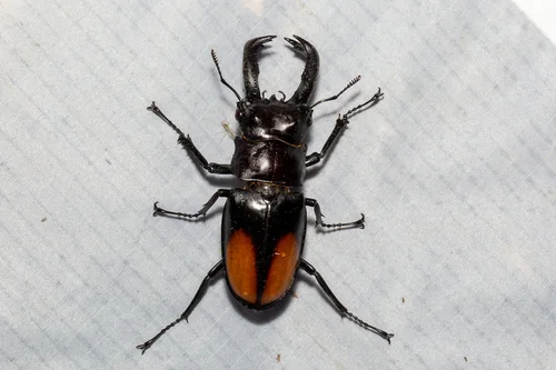 Macro photography of Parry's Saw Stag Beetle (Hexarthrius parryi), featuring Stag-horned, Glossy, Mandibled characteristics, native to Yunnan, China.