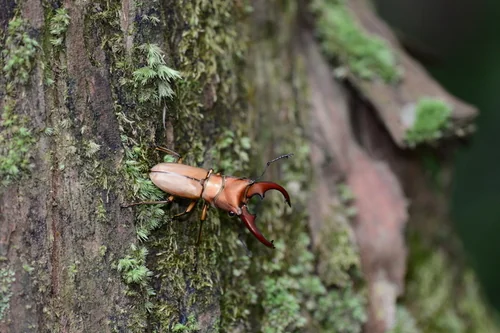 Macro photography of Mniszech's Stag Beetle (Cyclommatus mniszechi), featuring Chitinous, Segmented, Natural characteristics, native to Yunnan, China.