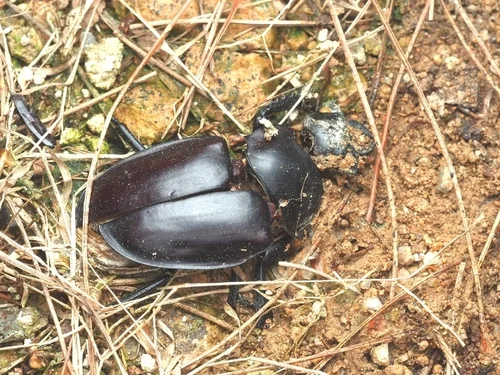 Macro photography of Maximus Stag Beetle (Neolucanus maximus), featuring Chitinous, Segmented, Natural characteristics, native to Yunnan, China.