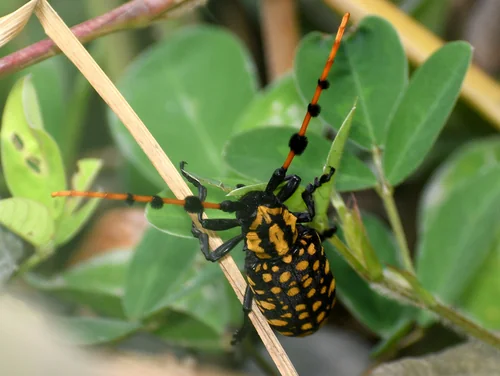 Macro photography of Cloud-patterned Longhorn (Aristobia reticulator), featuring Star-spotted, Long-antennaed, Chitinous characteristics, native to Yunnan, China.