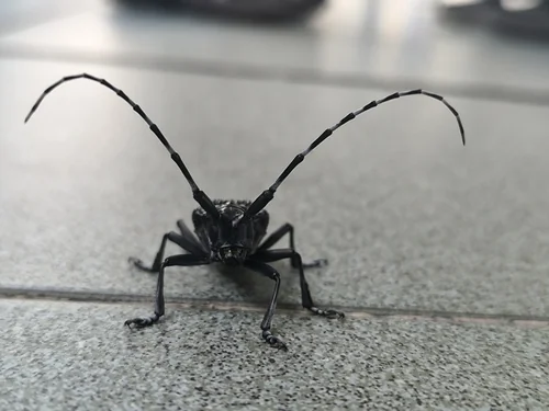 Macro photography of Citrus Longhorn (Anoplophora chinensis), featuring Star-spotted, Long-antennaed, Chitinous characteristics, native to Nationwide, China.