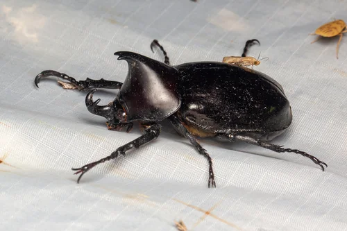 Macro photography of Gideon's Rhinoceros Beetle (Xylotrupes gideon), featuring Chitinous, Segmented, Natural characteristics, native to Yunnan, China.