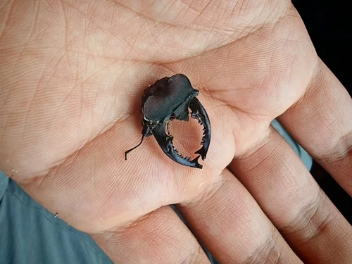 Macro photography of Swinhoe's Stag Beetle (Lucanus swinhoei), featuring Stag-horned, Glossy, Mandibled characteristics, native to Taiwan, China.