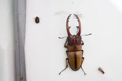 Macro photography of Red Saw Stag Beetle (Prosopocoilus astacoides), featuring Stag-horned, Glossy, Mandibled characteristics, native to Yunnan, China.