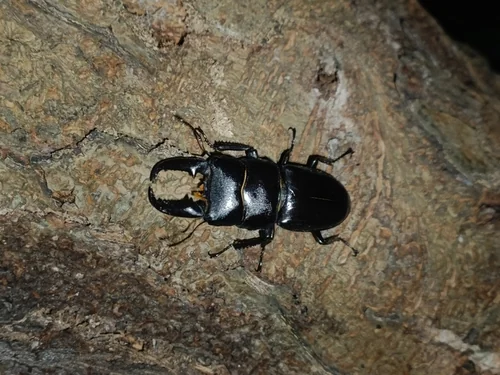Macro photography of Titan Stag Beetle (Dorcus titanus), featuring Stag-horned, Glossy, Mandibled characteristics, native to Nationwide, China.