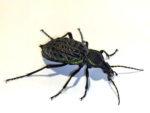 Macro photography of Augustus Ground Beetle (Carabus augustus), featuring Metallic, Iridescent, Granulated characteristics, native to Sichuan, China.