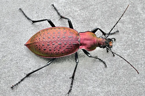Macro photography of Emerald Ground Beetle (Carabus smaragdinus), featuring Metallic, Iridescent, Granulated characteristics, native to Nationwide, China.