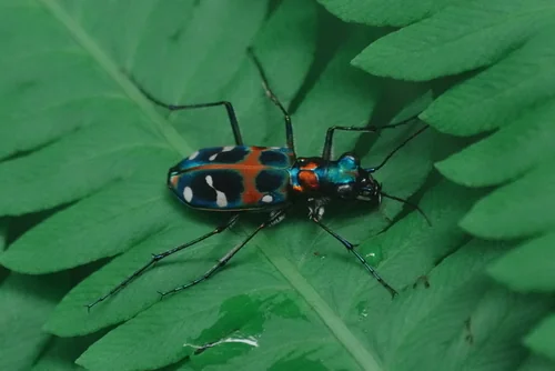Macro photography of Chinese Tiger Beetle (Cicindela chinensis), featuring Tiger-striped, Fast-running, Compound-eyed characteristics, native to Nationwide, China.