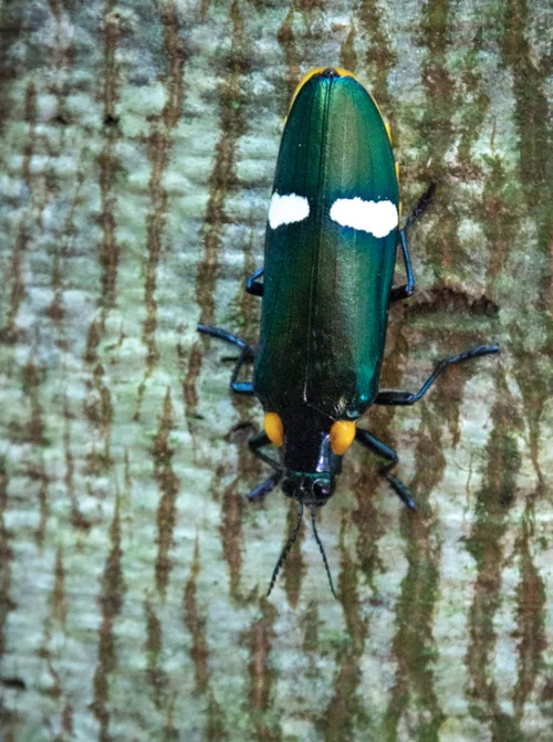 Macro photography of Megaloxantha bicolor