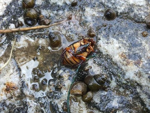 Macro photography of Cybister chinensis