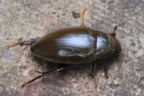 Macro photography of Hydrophilus acuminatus