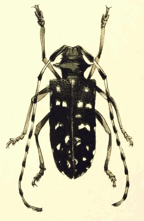 Macro photography of Melanauster chinensis