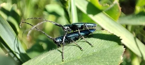 Macro photography of Agapanthia micans