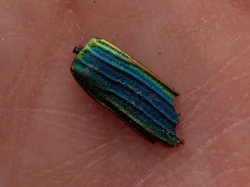 Macro photography of Buprestis aurulenta