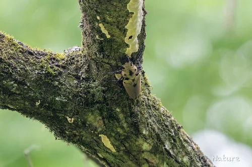 Macro photography of Trictenotoma davidi