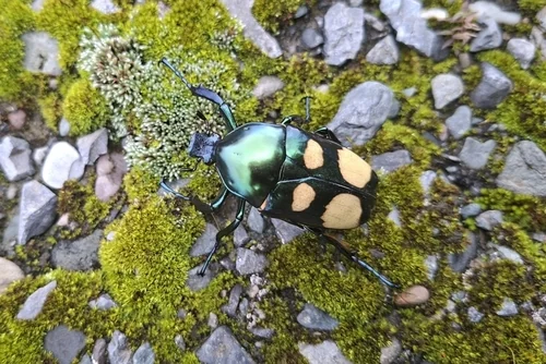 Macro photography of Jumnos ruckeri