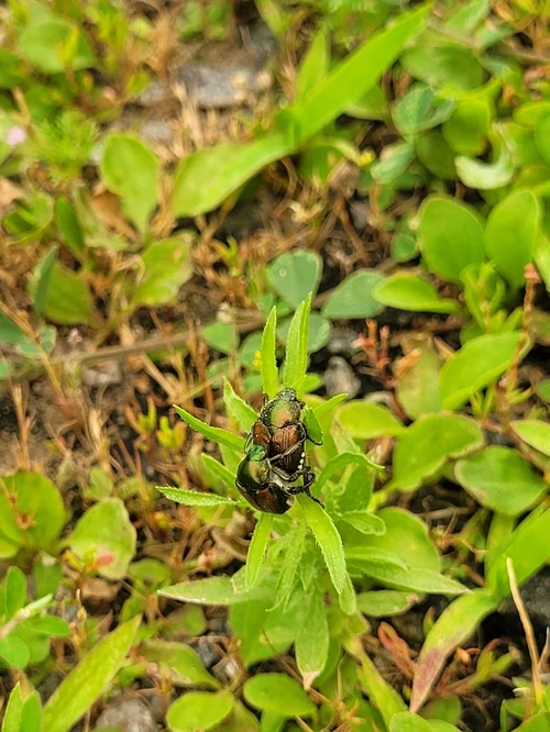 Macro photography of Popillia japonica