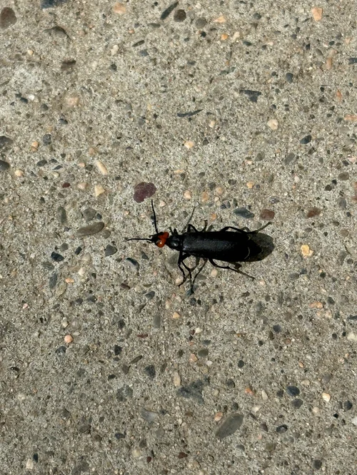 Macro photography of Epicauta chinensis