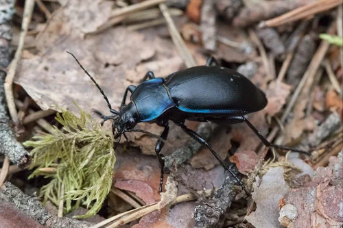 Macro photography of Carabus violaceus