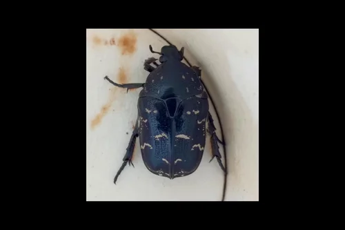 Macro photography of Protaetia brevitarsis
