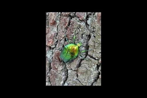 Macro photography of Protaetia aeruginosa