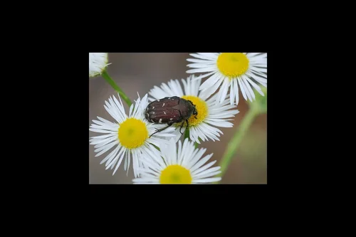 Macro photography of Oxycetonia jucunda