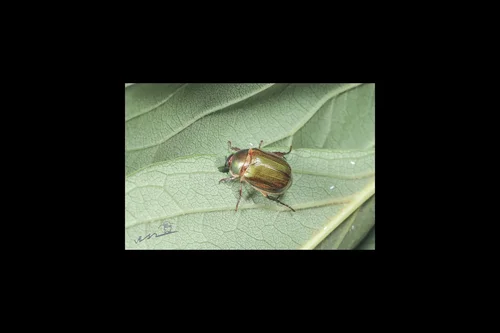 Macro photography of Anomala corpulenta
