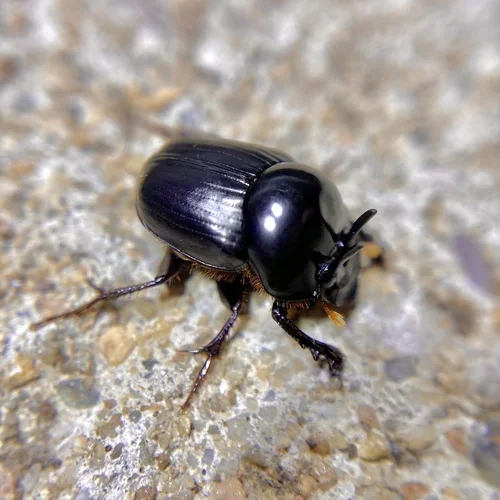Macro photography of Onthophagus balthasari