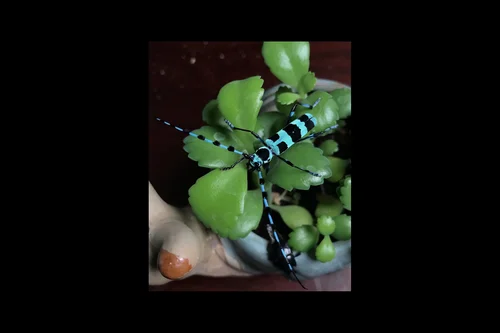 Macro photography of Rosalia coelestis