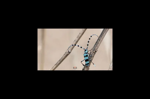 Macro photography of Rosalia lameerei