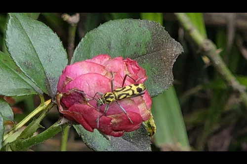 Macro photography of Chlorophorus uiridulus