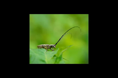 Macro photography of Psacothea hilaris