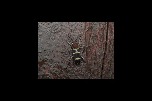 Macro photography of Xylotrechus magnicollis