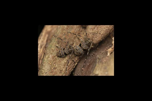 Macro photography of Mesosa rupta