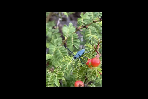 Macro photography of Monochamus millegranus
