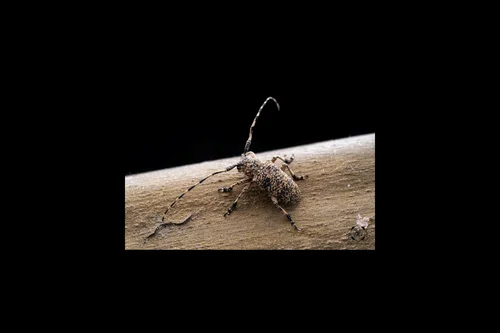 Macro photography of Coptops leucostictica