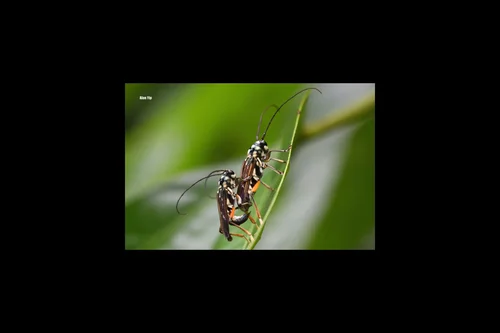 Macro photography of Glenea pulchra