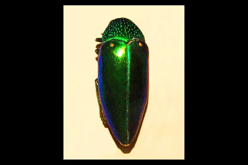 Macro photography of Sternocera aequisignata