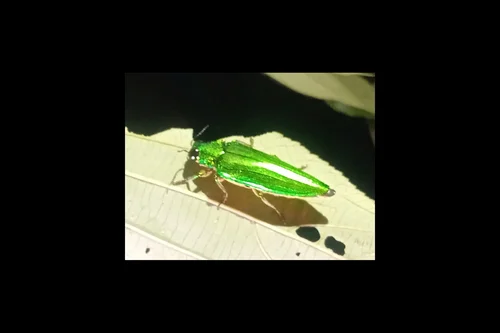 Macro photography of Chrysochroa vittata
