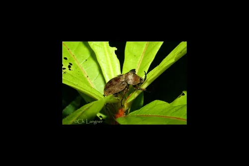 Macro photography of Allomyrina pfeifferi