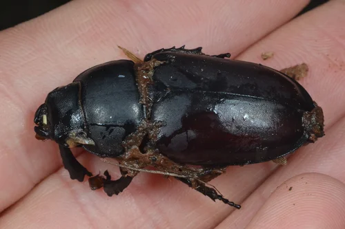 Macro photography of Lucanus adonis