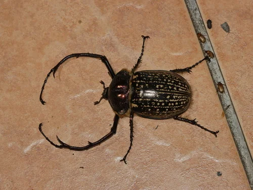 Macro photography of Gestroi Arm Beetle (Cheirotonus gestroi), featuring Elytra, Metallic, Segmented characteristics, native to 云南、广西、西藏, China.